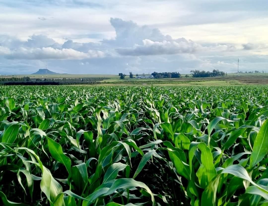 Commercial Property for Sale in Kestell Rural Free State